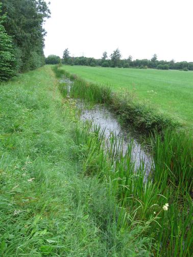 Kwelsloot op de grens van industrie en raaigrasweide